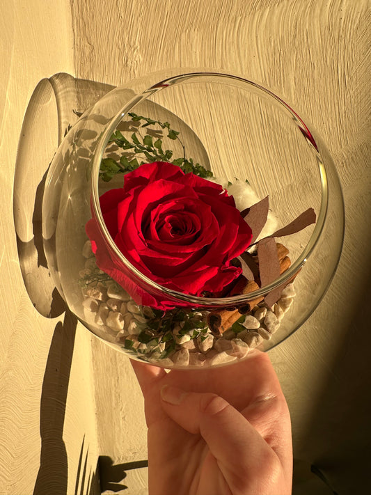 • Rose éternelle rouge
